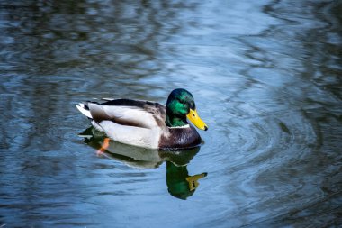 Erkek bir yaban ördeğinin yansıtıcı su yüzeyinde yumuşak doğal ışıkla sakince yüzüşünü yakından çek..