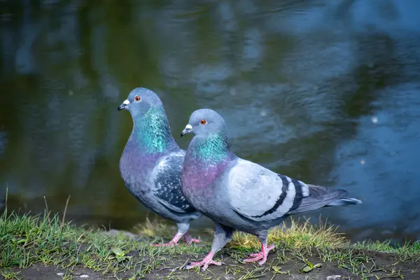 İki güvercin, sakin bir nehir kıyısında yeşil çimlerin üzerinde yan yana duruyor. Yüksek kalite fotoğraf