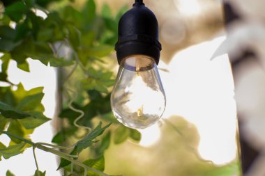 Tek bir Edison tarzı ampul yeşil yaprakların arasında asılı duruyor ve ılık, yumuşak bir parıltı yayıyor. Bulanık arka plan rüya gibi bir atmosfer yaratıyor. Doğa, rahatlama ve açık hava temaları için mükemmel.