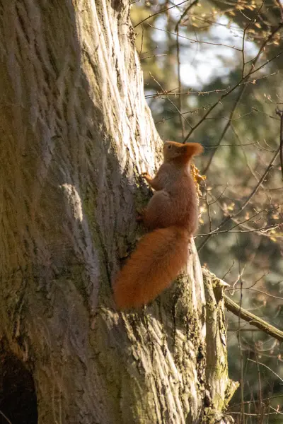 Kızıl bir sincap, sıcak güneş ışığıyla yıkanmış büyük bir ağacın kabuğuna tutunur. Tüylü kuyruğu ve tetikte ifadesi bu orman manzarasına cazibe katıyor, doğanın ve vahşi yaşamın güzelliğini vurguluyor.