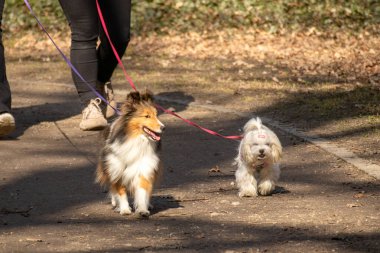 Güneşli bir parkta sahipleriyle yürüyüşe çıkmış iki mutlu köpek. Bir Shetland çoban köpeği ve küçük beyaz tüylü bir köpek, ikisi de tasmalı, temiz havanın tadını çıkarıyorlar, şevkle toprak yolda koşuyorlar. Yüksek