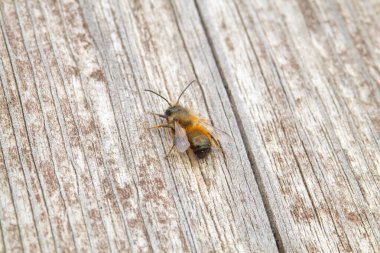Yıpranmış ahşap bir yüzeyde dinlenen arıya yakın çekim. Doğal gün ışığı böcek dokularını ve ahşap desenleri vurgular.