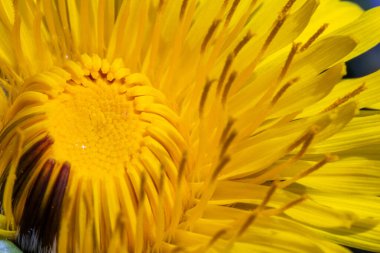Sarı bir karahindiba çiçeğinin yakın çekimi. Detaylı taç yaprakları ve gün ışığında canlı dokuları gösteriyor..