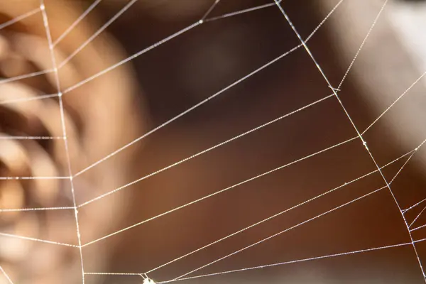 Güneş ışığında parlayan çiy damlalarıyla bir örümcek ağına yakın çekim. Sığ alan derinliğine sahip soyut doğal desen.