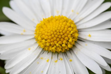 Beyaz taç yaprakları ve parlak sarı merkezli papatya çiçeğinin doğal ışıkta ince doku ve polenleri gösteren Macro fotoğrafı..