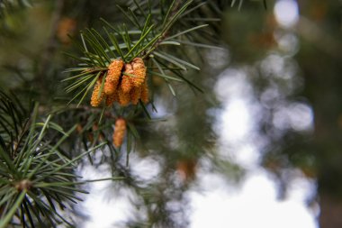 Yeşil iğneli bir dalın üzerindeki genç kozalaklara yakın çekim. Doğal güneş ışığı, Bokeh ormanlarının arka planına karşı koni ve iğnelerin dokusunu ön plana çıkarır..