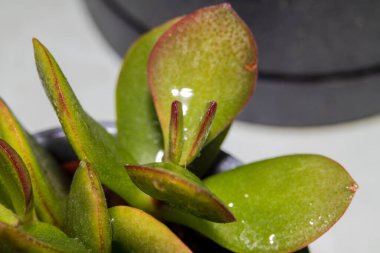 Crassula ovata 'nın Macro' su, aynı zamanda yeşim taşı bitkisi olarak da bilinir, parlak yeşil yapraklı ve kırmızı kenarlı. Ev ve ofis dekorasyonu için kullanılan popüler iç mekan sulu.