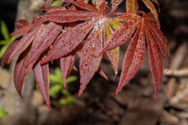 Yağmurdan sonra su damlacıklarıyla kaplı kırmızı Japon akçaağaç yapraklarına yakın çekim. Doğal dokusu ve rengi ile canlı sonbahar yaprakları.