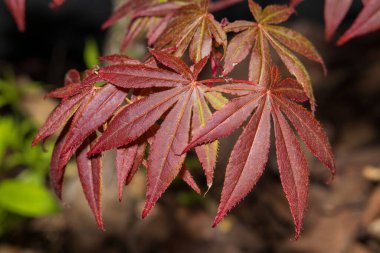 Canlı kırmızı Japon akçaağaç yapraklarının güneş ışığında yakın çekimi. Bahçe ortamında narin yapraklar üzerinde ayrıntılı doku ve sonbahar renkleri.