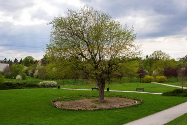 Parkın ortasında çimlerle ve patikalarla çevrili taze yeşil yaprakları olan yalnız bir ağaç. Bulutlu gökyüzü ve barışçıl atmosferli ilkbahar manzarası.