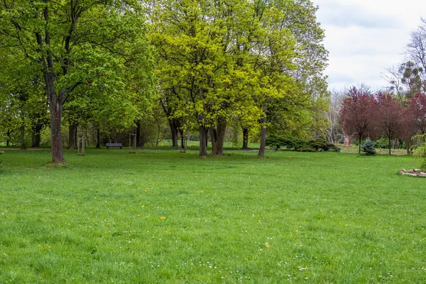 Taze bahar çimenleriyle yeşil park manzarası ve çiçeklenmiş uzun ağaçlar. Bulutlu bir gökyüzünün altında huzurlu şehir doğası sahnesi. Rahatlama ve açık hava eğlencesi için mükemmel..