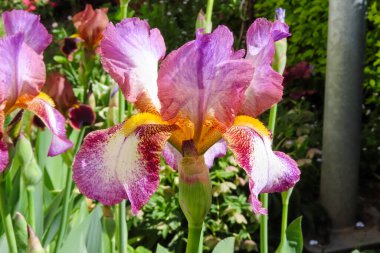 Bulanık yeşil bir arka planda güneşli bir bahçede açan mor ve sarı bir iris çiçeğinin yakın çekimi.