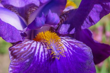 Canlı mavi ve mor bir iris çiçeğinin makro görüntüsü. Parlak doğal ışık altında detaylı sarı pudingli..