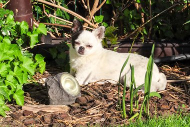 Küçük beyaz köpek, siyah kulaklı, güneşli bir bahçede, yeşilliklerin ve odun parçalarının arasında uzanmış, gölgede dinleniyor.