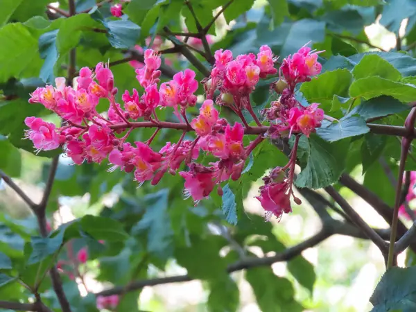 Parlak pembe kestane çiçekleri yumuşak doğal ışıkta canlı yeşil yapraklarla bir ağaç dalında çiçek açıyor..
