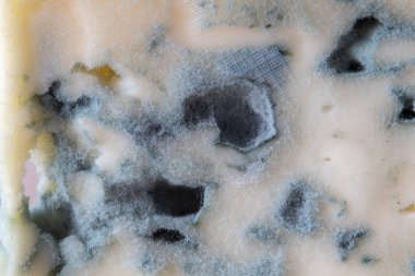 Ekstrem macro mavi peynir, ayrıntılı küf dokusunu gösteriyor. Yiyecek kalıpları ve bakteri yapılarıyla soyut organik arkaplan.