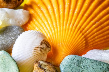 Arka planda turuncu deniz tarağı kabuğu olan renkli deniz kabukları ve taşlar yakın plan. Plaj, tatil ya da yaz temalı görseller için doğal deniz dokusu.