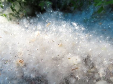 Yaz güneşinde yere beyaz kabarık kavak poleni yakın plan. Doğal mevsimsel doku alerji ve bahar atmosferini çağrıştırıyor..