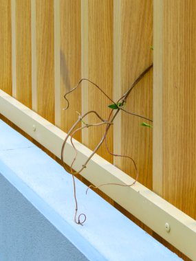 Binanın ön cephesinde tahta bir duvara tırmanan kuru sarmaşık dalları. Organik ve mimari öğeler arasındaki dayanıklılığı ve kontrastı gösteren minimalist kompozisyon.