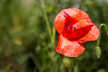 Kırmızı bir gelincik çiçeğinin doğal güneş ışığının yumuşak yeşil arka planına karşı duran narin taç yapraklarıyla makro görüntüsü..