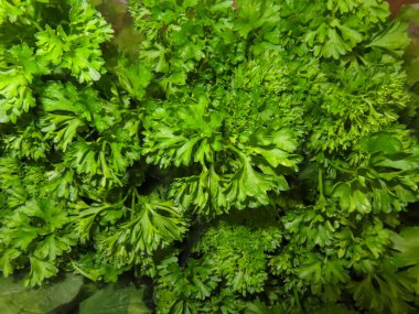 Taze kıvırcık ve yassı yapraklı maydanoz yaprakları, canlı yeşil otlar mutfak ve garnitür için mükemmel..