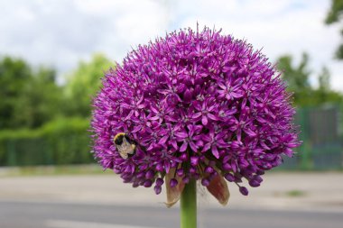 Yumuşak doğal bir arka planı olan yuvarlak mor bir allium çiçeğinin üzerinde bir yaban arısının makro çekimi..