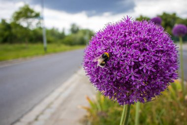 Yaban arısı toplayan canlı mor bir allium çiçeği bulutlu bir gökyüzünün altında yol kenarında yetişen nektarı topluyor..