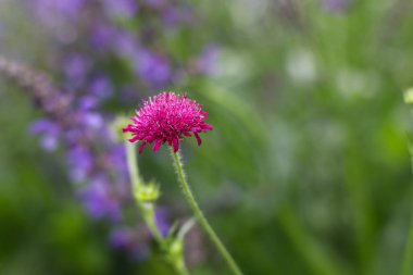 Yeşil bir çayırda açan tek bir pembe kır çiçeğine yakın plan yumuşak bokeh arka plan.