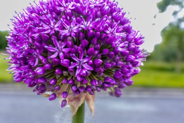 Canlı mor tonlarda çiçek açan bir allium çiçeğinin yakın çekimi yıldız şeklindeki çiçeklerin karmaşık detaylarını gösteriyor. Bu fotoğraf, yol kenarındaki çiçeğin güzelliğini yansıtıyor.