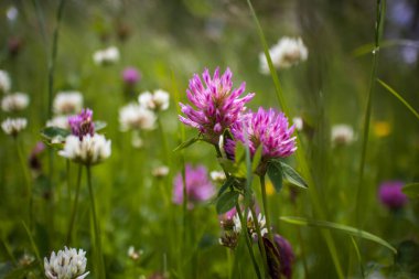 Güneşli bir günde yeşil bir çayırda, uzun otlar ve yabani otlarla çevrili pembe ve beyaz yonca çiçekleri..