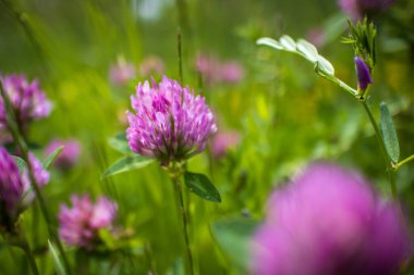 Canlı yeşil bir çayırda çiçek açan pembe yonca çiçeklerinin yakın çekimi, bir yaz günü yumuşak doğal ışıkla yakalanır..