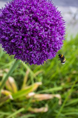 Uçan yaban arısı yeşil çimenli bir bahçede canlı mor bir allium çiçeğine yaklaşır, hareket halinde yakalanır..