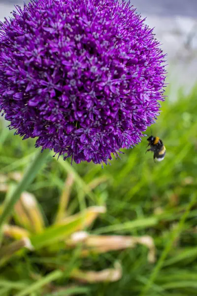 Uçan yaban arısı yeşil çimenli bir bahçede canlı mor bir allium çiçeğine yaklaşır, hareket halinde yakalanır..