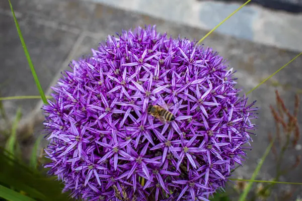 Canlı mor bir allium çiçeğinin başındaki bal arısının doğal ışık altında çekilmiş yakın çekimi..