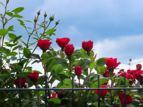 Yeşil yapraklı metal bir çitin arkasında büyüyen kırmızı güller ve arka planda hafif bulutlar olan mavi bir gökyüzü..