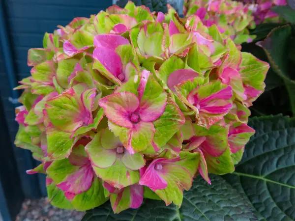 Parlak yeşil ve pembe ortanca çiçek açar. Gün ışığında canlı doğal tonlarla yakalanır.