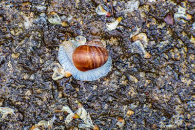 Roma salyangozu Helix Pomatia 'nın nemli ve desenli orman yolundan geçerken yakın plan görüntüsü. Yüzey, yapraklar, tohumlar ve kum gibi organik maddelerle zengindir.