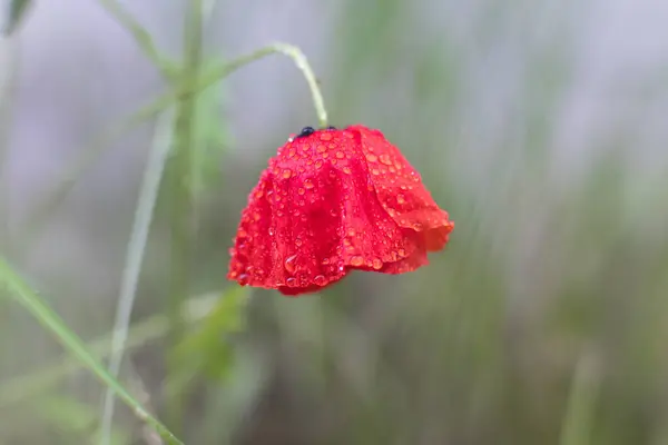 Yağmurdan sonra su damlacıkları olan kırmızı gelincik çiçeğinin yakın plan görüntüsü, bulanık yeşil arka planda yumuşak doğal ışık altında yakalanır..