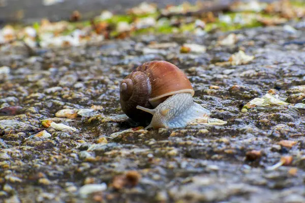 Romalı bir salyangoz olan Helix Pomatia 'nın Macro fotoğrafı ıslak bir orman yolunda yavaşça sürünüyor. Yapraklar, yapraklar ve çakıl taşlarıyla benekli ve nemli zemin parlıyor..