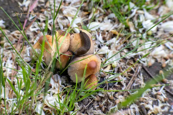 Çimenlerdeki küçük mantarların üzerinde sürünen kahverengi sümüklü böcek, doğal orman zemininde yakın plan makro çekim..