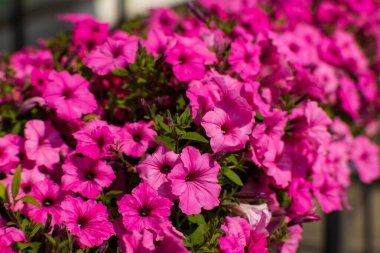 Tam gün ışığında çiçek açan pembe petunya çiçeklerine yakın çekim. Canlı renkler ve doğal arka plan canlı bir çiçek sahnesi oluşturur..