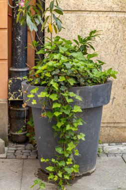 Yeşil sarmaşıklı, uzun gri bir saksı ve kaldırımda bir bina duvarına karşı duran bitkiler. Şehir ortamında şehir yeşilliği.