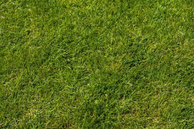 Güneş ışığında canlı yeşil çimenlere yakın çekim. Doğal çimen dokusu, eko, bahçe ya da doğa tasarımı için taze ve sağlıklı çim arka planı.