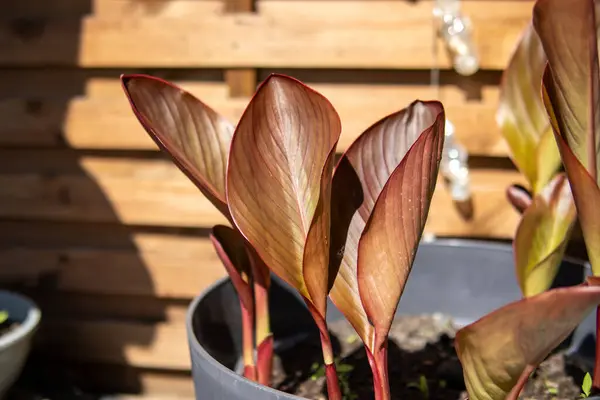 Gri bir tencerede, ahşap bir duvara yaslanmış, kırmızı-kahverengi bir yaprak bitkisinin yakın çekimi. Doğal ışık ile modern minimalist bahçe dekorasyonu.