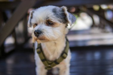 Yeşil koşumlu küçük beyaz ve kahverengi köpek ahşap yüzeyde oturuyor. Yumuşak doğal ışıkta düşünceli görünüyor..