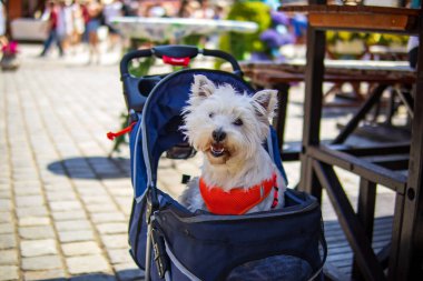 Kırmızı koşumlu mutlu küçük beyaz köpek güneşli bir günde dışarıda bir bebek arabasında oturuyor, temiz havanın ve etraftaki insanların tadını çıkarıyor..