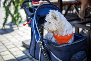 Küçük beyaz köpek kırmızı bir koşum takımı takıyor güneşli bir günde bir bebek arabasında, açık havada eğleniyor..