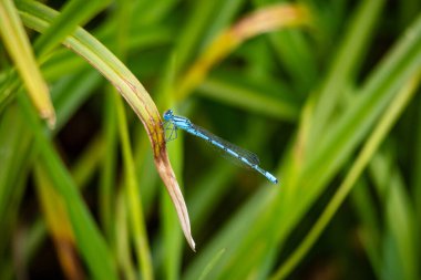 Mavili bir kızböceğinin yakın plan görüntüsü çimen bıçağına tünemiş, bulanık yeşil bir arka plan, doğal ışığa yakalanmış..