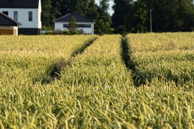 Traktör izli buğday tarlası, güneşli bir yaz gününde kırsal hayatın sakin güzelliğini yakalayan modern kır evlerine götürüyor..