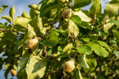 Olgunlaşan meyveler, canlı yeşil yapraklarla çevrili bir ağaç dalına asılır. Mavi gökyüzünün altındaki ılık yaz güneşinin tadını çıkarırlar..